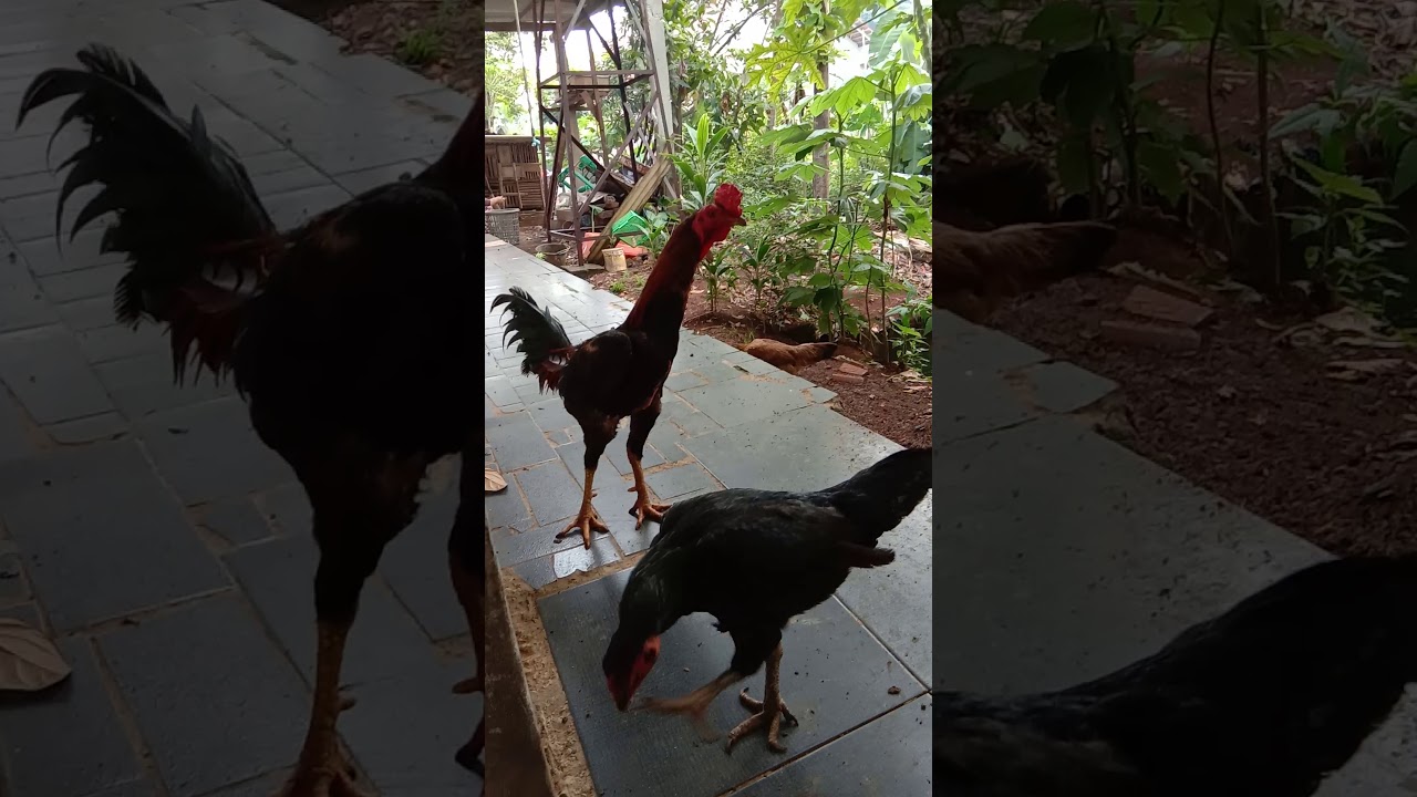 Memelihara Ayam Kampung 