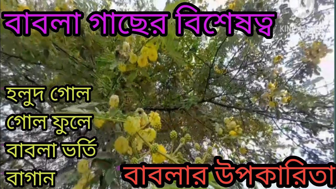 বাবলা গাছের বিশেষত্ব কন্ঠক যুক্ত গাছ babla gacher bishesattya partha