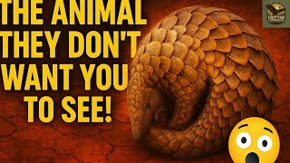 👉 “The Real-Life Dragon They Don’t Want You To See 🐉 | 10 Pangolin Facts”