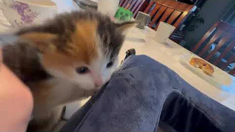 Watch the video about Playful Maine Coon mix Kitten - 4 weeks old