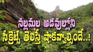 నల్లమల అడవిలోని ఈ రహస్యం తెలిస్తే అక్కడికి పరుగుపెడతారు..!|Nallamala Forest Secrets will Shock You.!