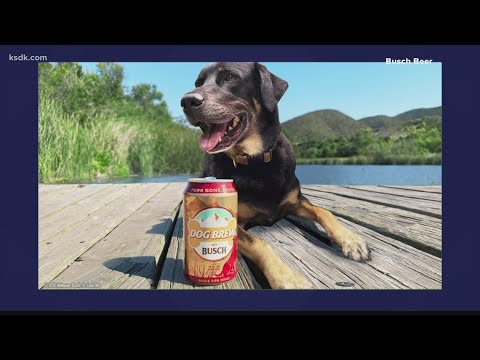 e collar for dog aggression