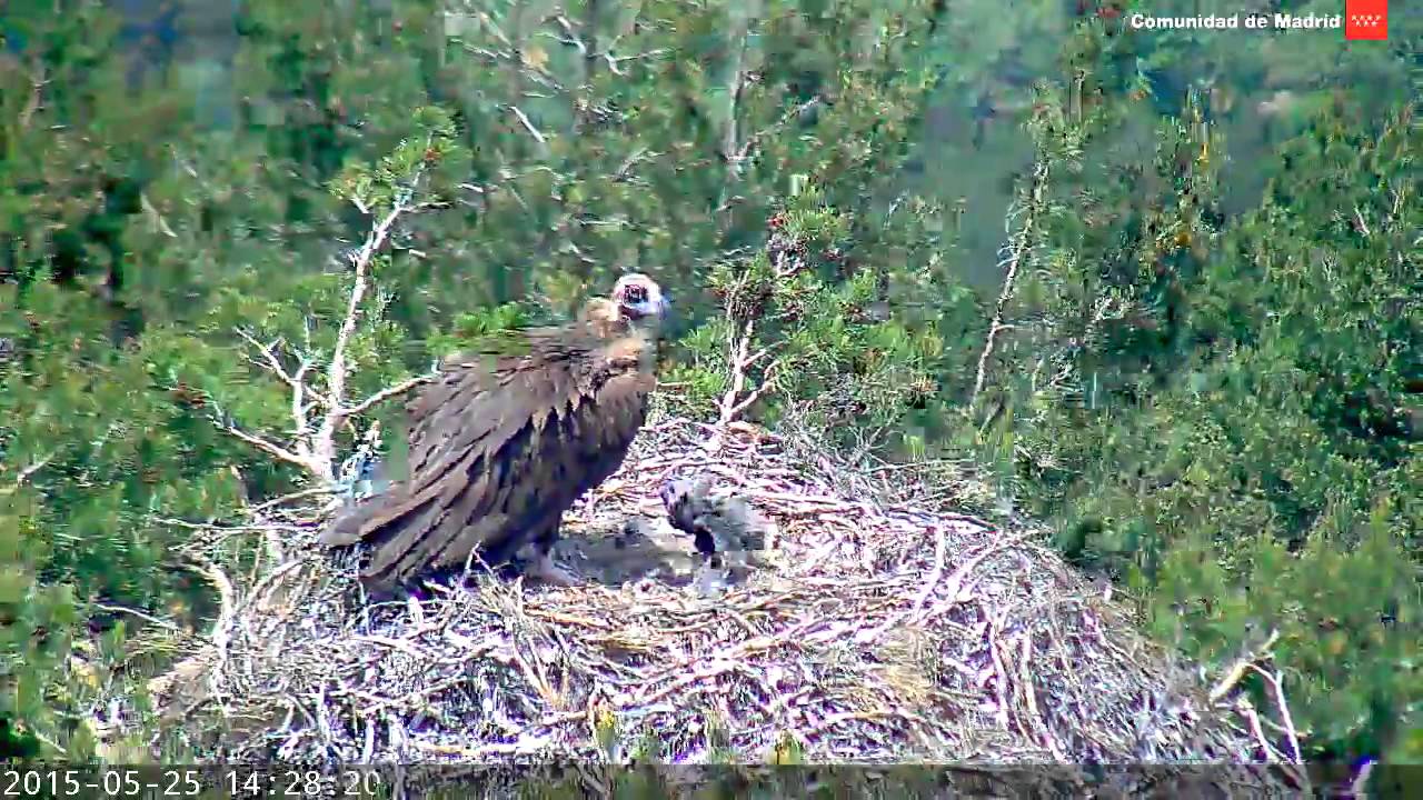 Tranquilidad en el nido-2015.05.25-Buitre negro - Rascafría - YouTube