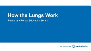 Celebrity How the Lungs Work Wealth