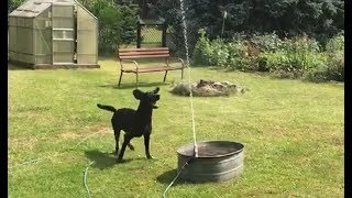 Dog has time of his life playing with backyard water hose