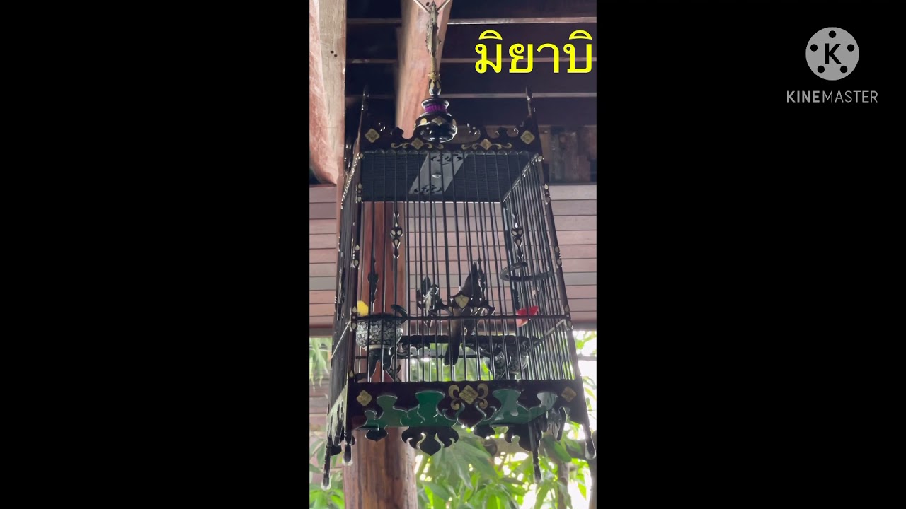 นกกรงหัวจุกเสียงทอง เพลงนิยมยุคปัจจุบัน เน้นทุกดอก ใช้สอนลูกนก