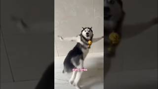 Trending husky dog dance 💫