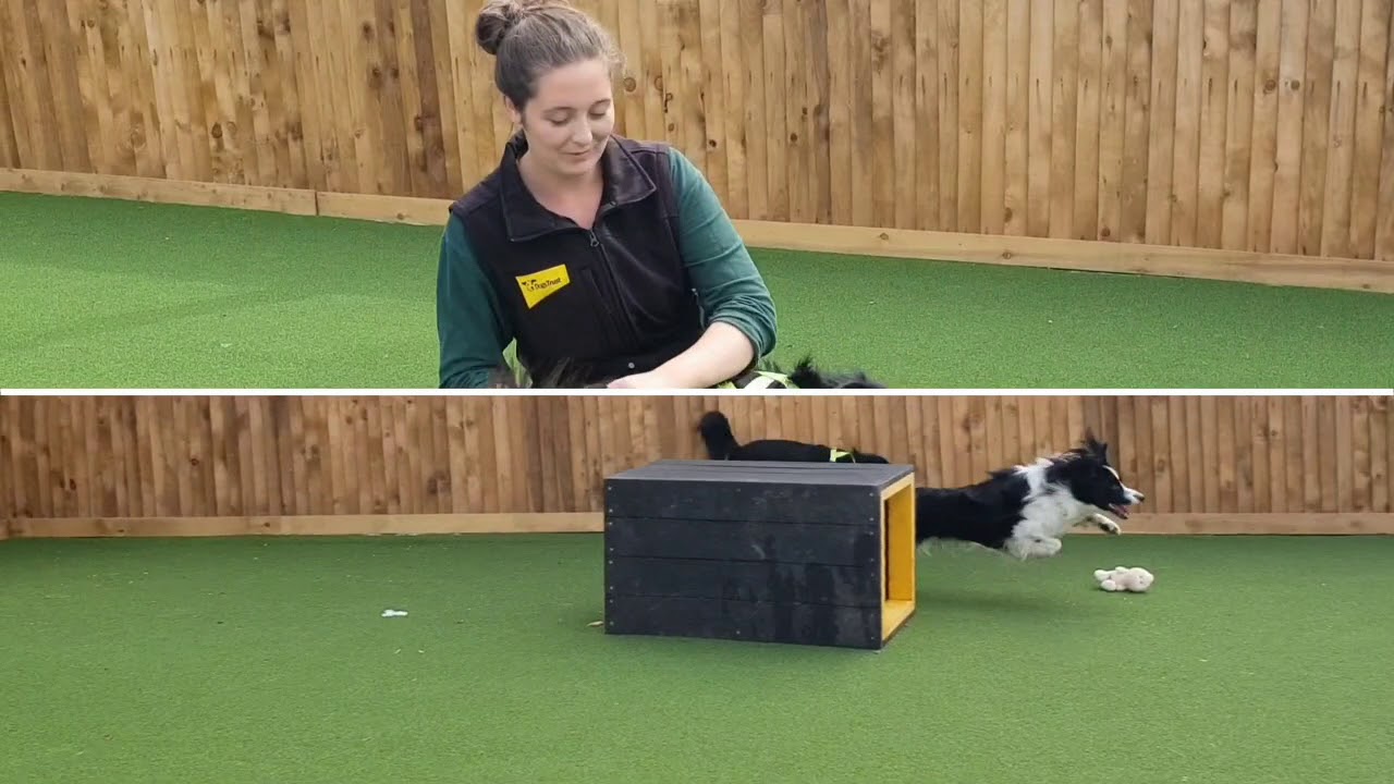 wales wisconsin Floss at Dogs Trust Glasgow