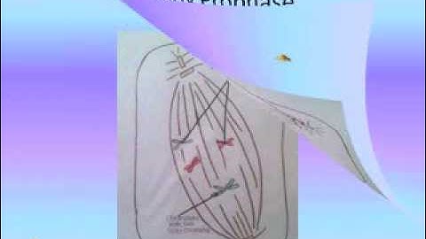 Mitosis Modeling Project.