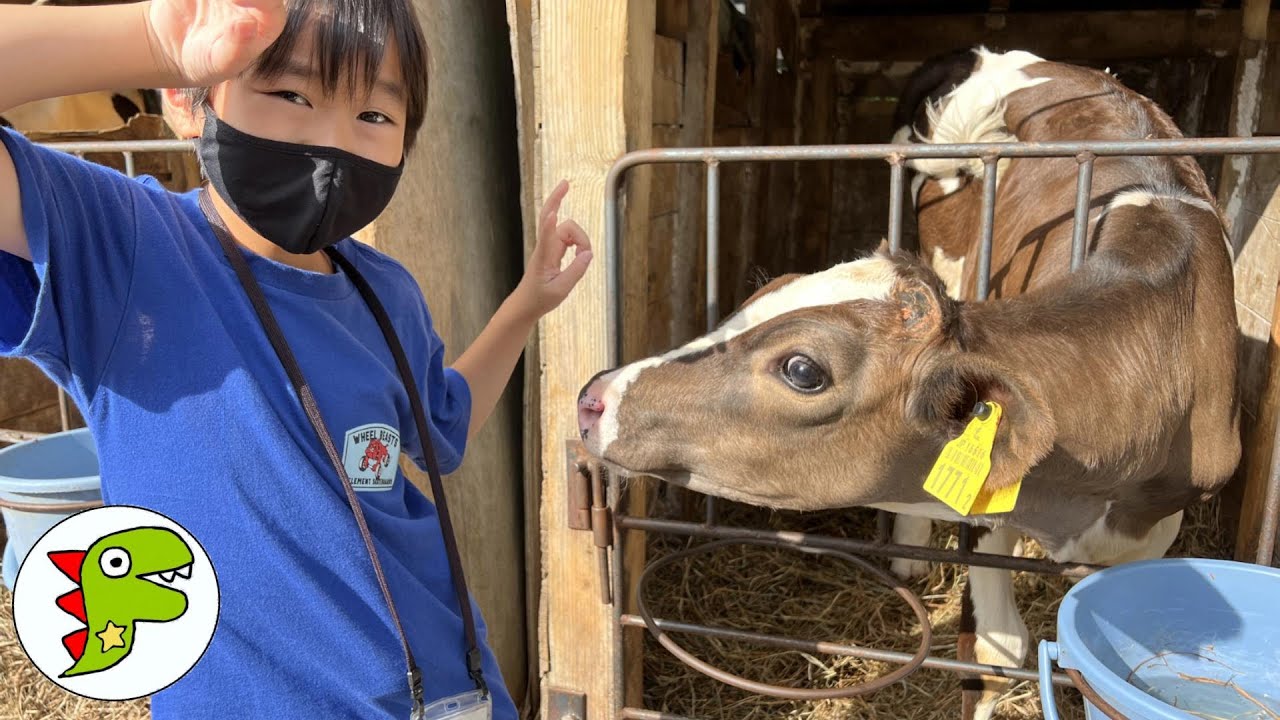 おでかけ 北海道 むらかみ牧場！牛さんたちにエサをあげるよ！ トイキッズ