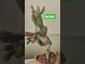 #gardening #petshub #balconydesignideas