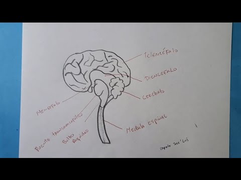Cómo dibujar el sistema nervioso central? | HD - thptnganamst.edu.vn
