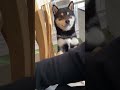 かまってほしそうな豆柴がかわいい