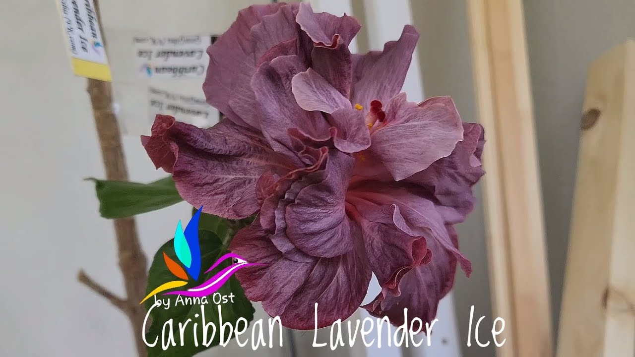 Caribbean Lavender Ice 