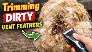 How to Trim Vent Feathers on Chickens | Keep Your Hens Clean & Healthy