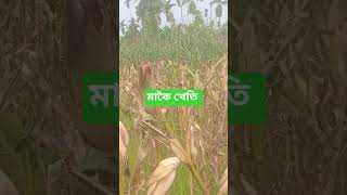 মাকৈ খেতি #Corn #viralvideo  🌽 Corn harvest #villagevlog