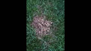 Crop Circles by TruGreen