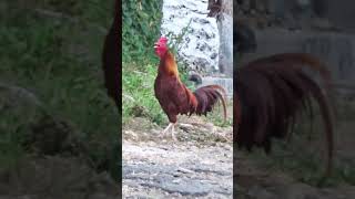Kokok Gacor Ayam Jago Ini Bikin Suasana Adem Dan Tenang 