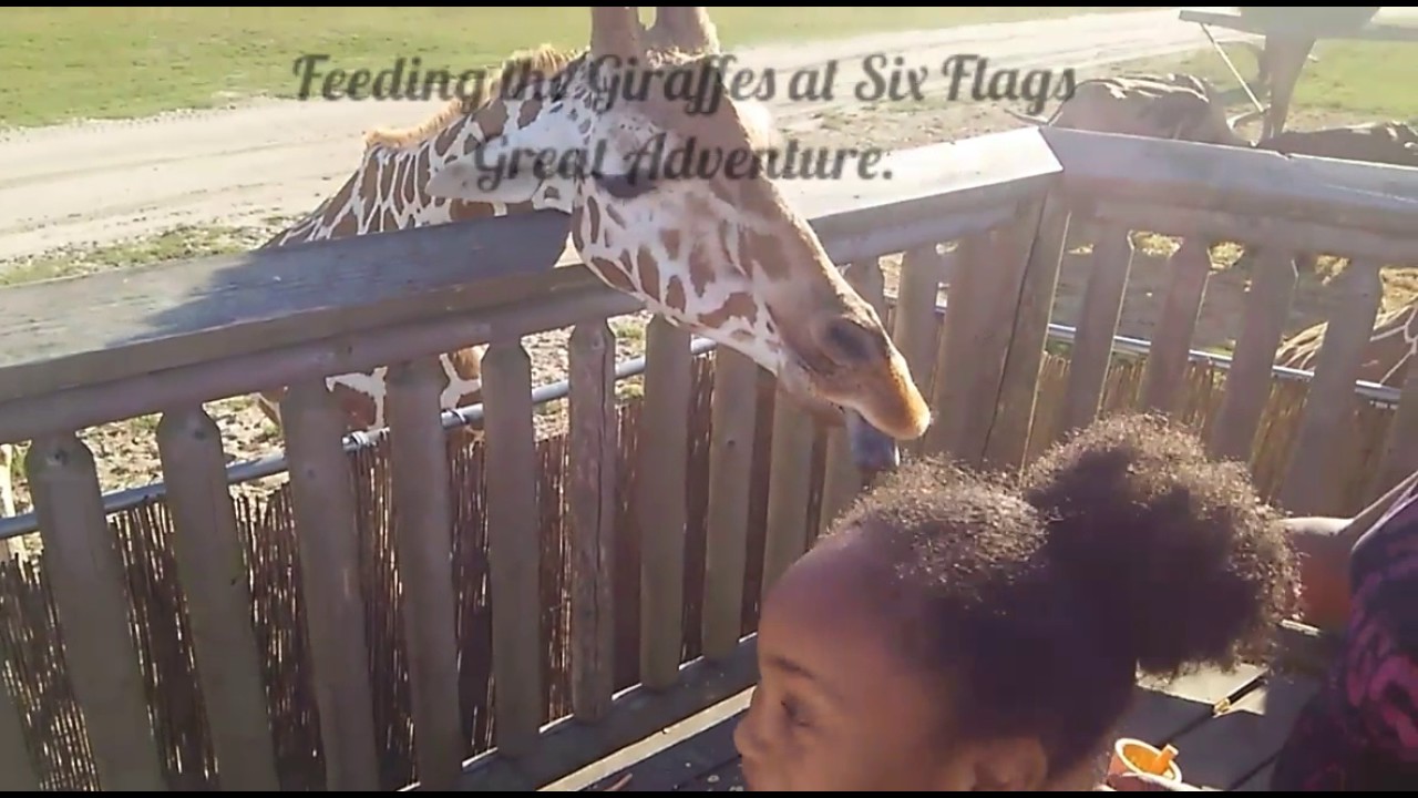 Feeding the Giraffes at Six Flags Great Adventures YouTube