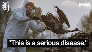 Deadly Bird Flu Strain Hits Australia What It Means For New Zealand Ryan Bridge Today