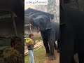 Bond of Love! Watching This Gentle Giant Enjoy Bananas From His Best Friend!