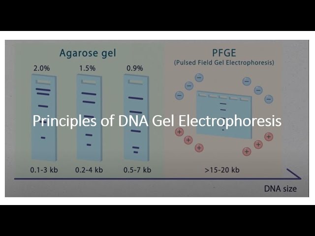 Principle of DNA Gel Electrophoresis - YouTube