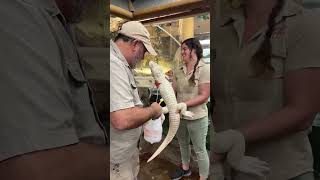 Giving princess coconut 🐊 the royal treatment 👸