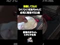 沸騰してるよ!ひいひいばあちゃんに必死に報告する2歳#shorts