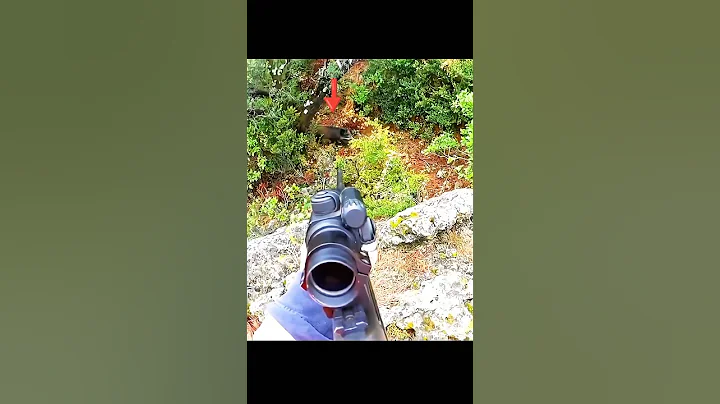 охота на дикого кабана так близко, лучший снимок#chasse #выбрать#охота#кабан#cinghiale#выстрел