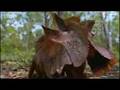 Wild Australian frilled lizards fight for territory in canopy trees - BBC wildlife