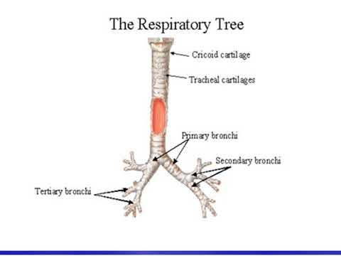 Respiratory System 1 A - YouTube