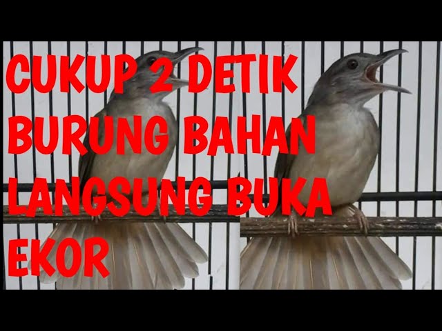 KAPAS TEMBAK SPEED RAPAT & TAJAM ( PANCINGAN BURUNG BAHAN ) class=