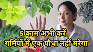 Do These 5 Things, and Not a Single Plant Will Die This Summer.5काम, गर्मियों में एक पौधा नहीं मरेगा