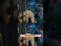 欒川竹海野生動物園不養“閑”人 #欒川竹海野生動物園 #大熊貓靈巖 #老虎 #整活 #搞笑2