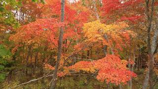 屈斜路湖の紅葉街道Ⅱ