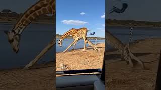 Cheetah vs. Giraffe: A Dramatic Encounter! 🤯 #wildlife #cheetah #giraffe