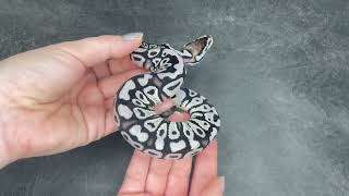 Pastel VPI Axanthic 100% het Clown Ball Python - 2023.2-6