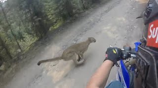 Scary Close Calls With Big Cats Caught On Camera!