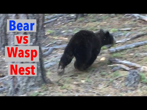 Bear vs Yellowjacket Wasp Nest Bear Gets Attacked and Stung