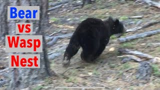 Bear vs Yellowjacket Wasp Nest Bear Gets Attacked and Stung