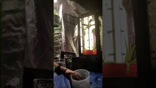Cannabis Cloning part 1-B