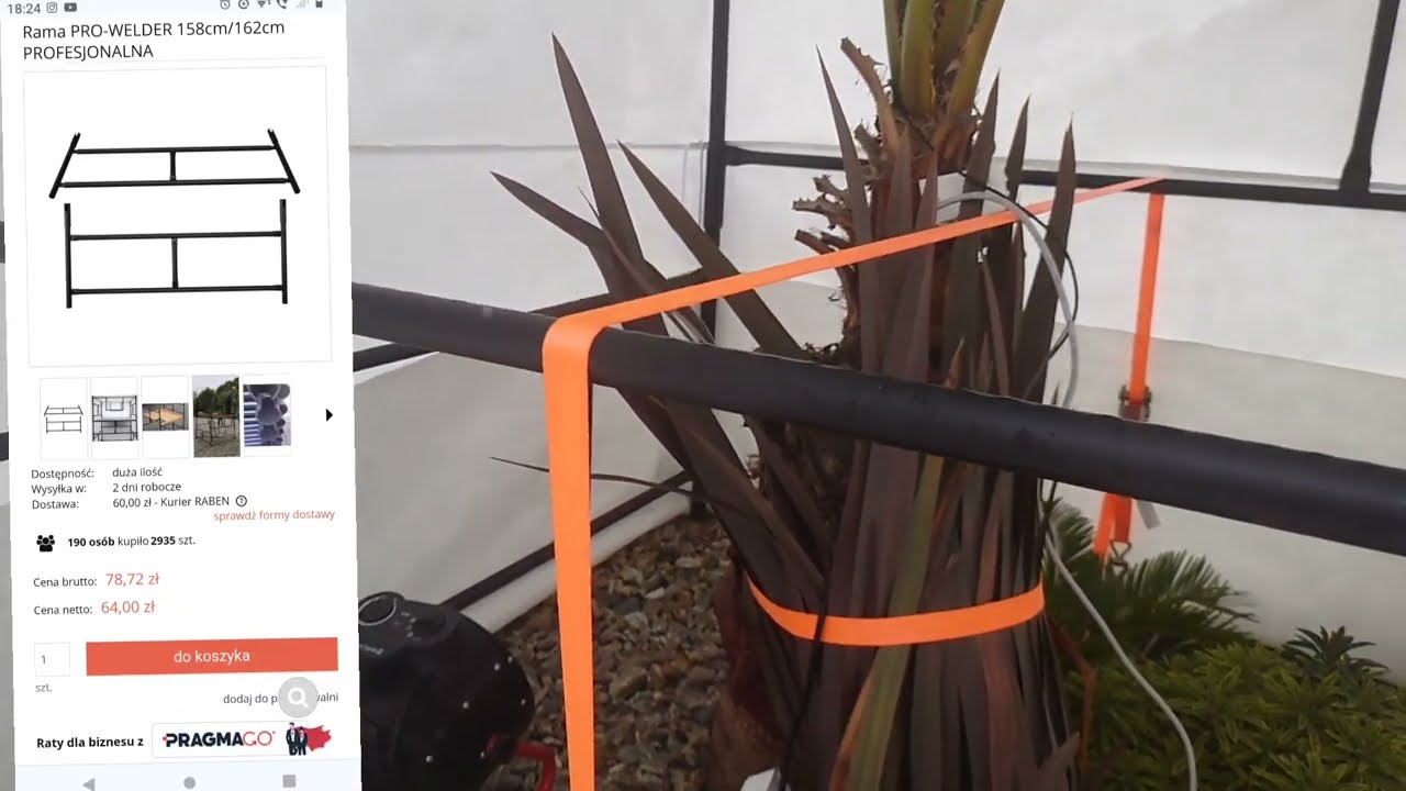 (253) Palmy w centrum Polski 🌴 Rzeczywiste koszty utrzymania ❄️☃️🌴😁