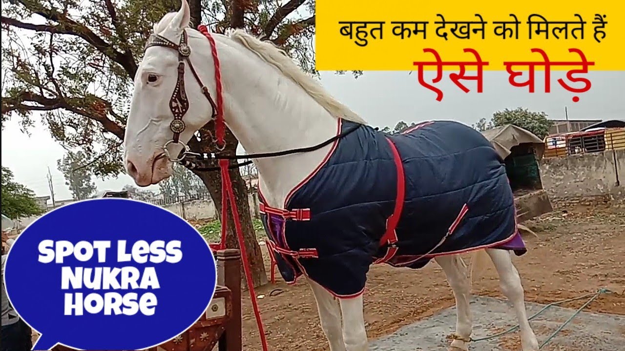 Jagraon horse market 2020 spot Less Nukra horse hight 65 YouTube