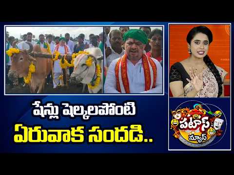Eruvaka Program in Andhrapradesh | షేన్లు షెల్కలపోంటి ఏరువాక సందడి.. | Patas News | 10TV News - 10TVNEWSTELUGU