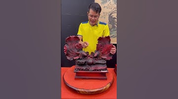 E lại xả cặp cá xiêm gỗ trắc 😄 - 0844.843.222