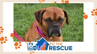 Annie from Adopt A Boxer | 16 To The Rescue