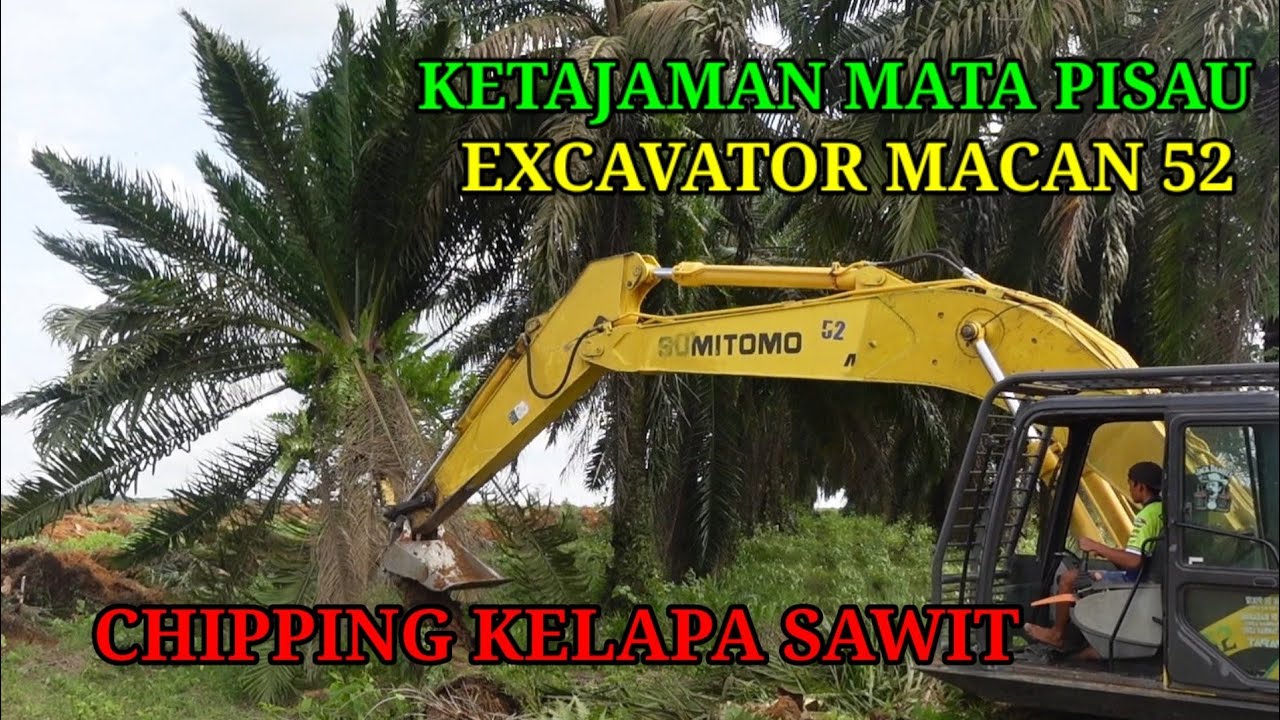 Chipping pohon kelapa sawit di sumbusari - fastest oil palm tree cutter  @TROPERS01