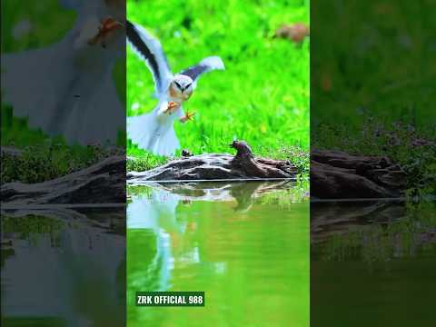 Predator-Black-winged kite #shorts