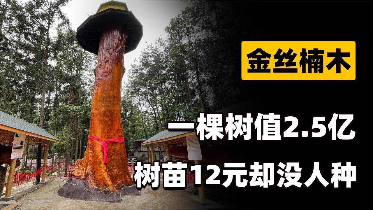 一棵树值2 5亿？金丝楠木贵如黄金，为何树苗才12元却没人种？