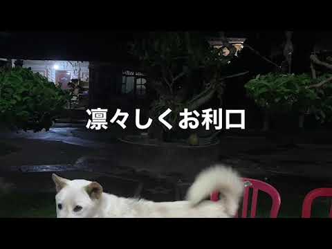 バリ島の犬 キンタマーニ 犬 Youtube